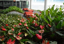 Gründach in Singapur
